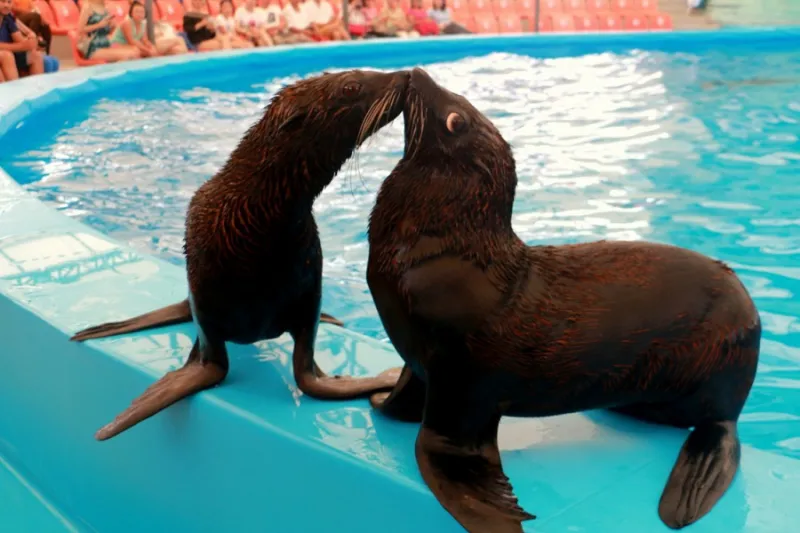 Phuket Dolphins Show Deluxe Ticket