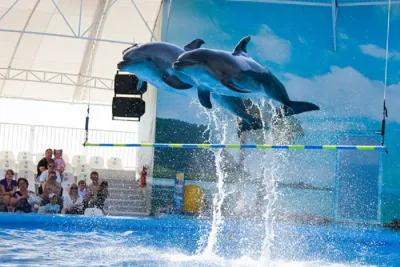 Phuket Dolphins Show Deluxe Ticket